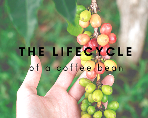 Vòng đời của hạt cà phê
